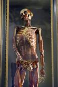 museo di anatomia umana bologna 8-2022 4728